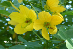 Senna surattensis